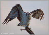 Osprey