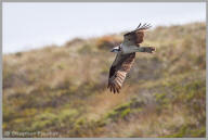 Osprey