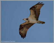 Osprey