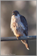 Peregrine Falcon