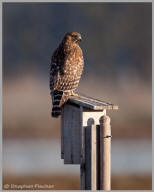 Red shouldered hawk