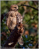 Red-shouldered Hawk