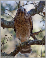 Red-shouldered hawk