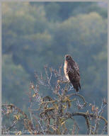 Red-shouldered hawk