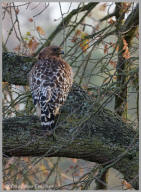 Red-shouldered Hawk