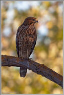 Red-shouldered hawk