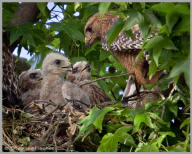 Red-shouldered Hawk