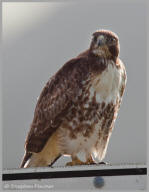 Red-tailed Hawk