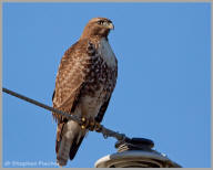 Red-tailed Hawk