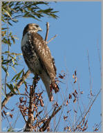 Red-tailed Hawk