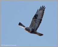 Rough-legged Hawk