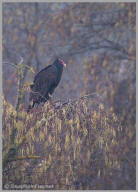 Turkey vulture