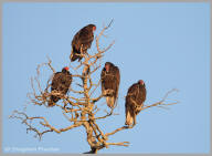 Turkey vulture