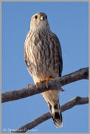 Western Prairie Falcon