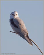 White-tailed Kite