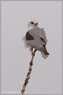 White-tailed Kite