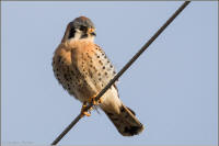 american kestrel