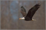 Bald eagle