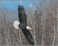 Bald eagle