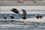 Bald eagle group