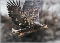 Bald eagle