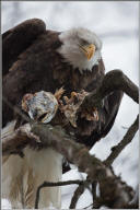 Bald eagle