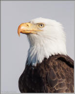 Bald eagle profile