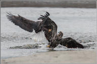 Bald eagle