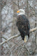 Bald eagle