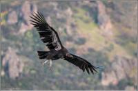 california condor