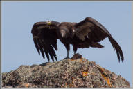 California condor