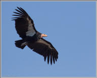 California condor