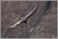 California condor