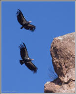 California condor