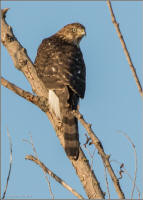 cooper's hawk