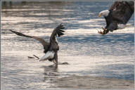 Bald eagle