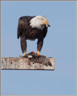 Bald eagle kill