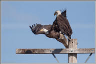 Bald eagle duo