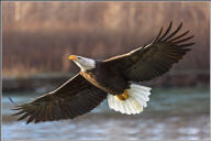 Bald eagle