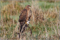 northern harrier