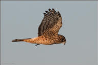 Northern harrier