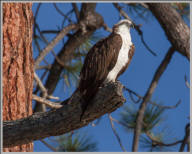 Osprey