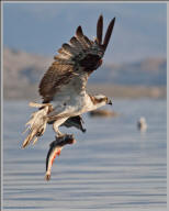 Osprey catch
