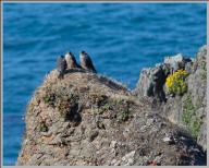 Peregrine falcon trio