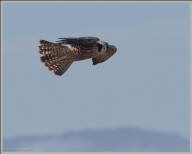 Peregrine falcon