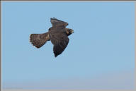 Peregrine falcon