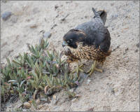 peregrine falcon