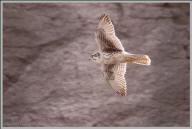Prairie falcon in flight