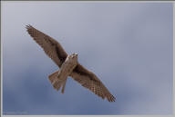 Prairie falcon in flight