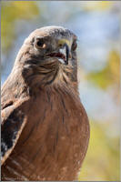 red-shouldered hawk